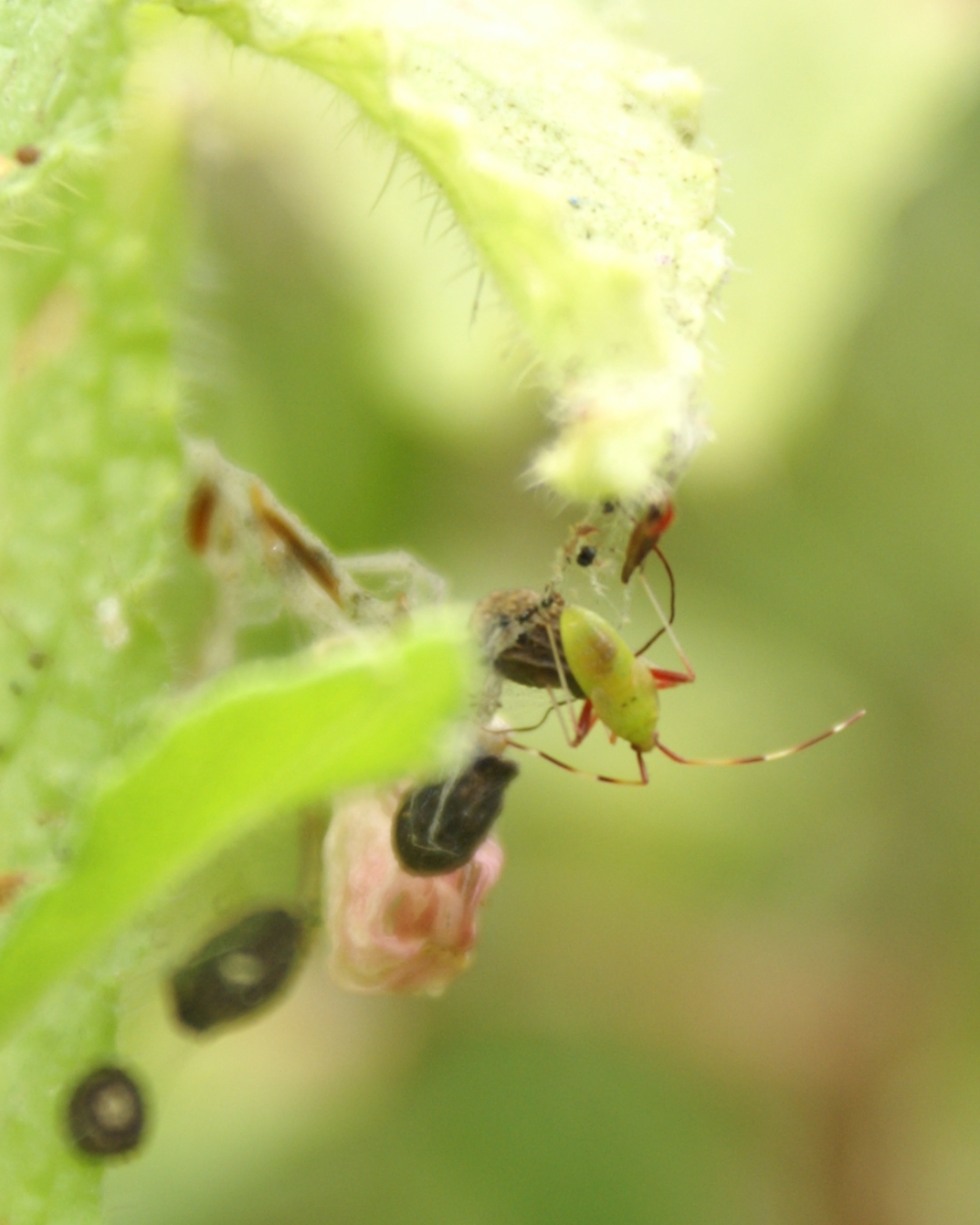 Am I Bugging You Yet?: Green and Red Bugs