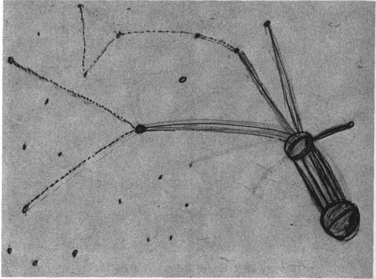 EL MAPA ESTELAR DE BETTY HILL