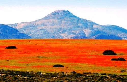 Namaqualand, Lautan Bunga Di Padang Gersang Afrika [ www.Bacaan.ME ]