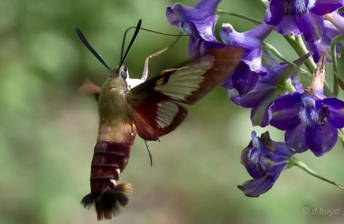 Keystone Flora Native Plants Hummingbird Moth