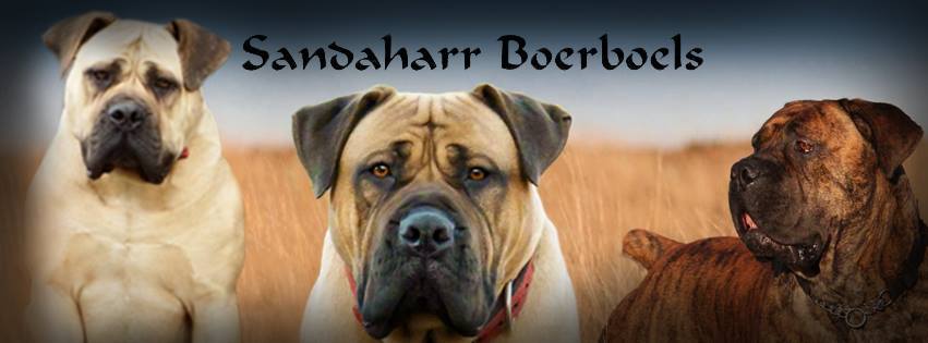 UK Boerboel Breeder 