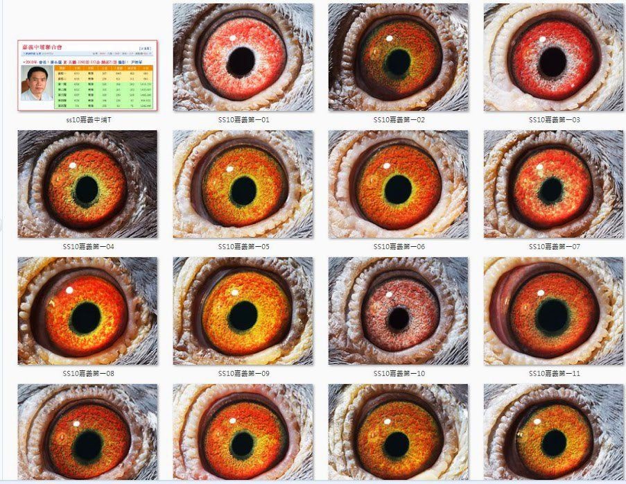 Merpati Memilih Merpati Berdasarkan Warna Mata