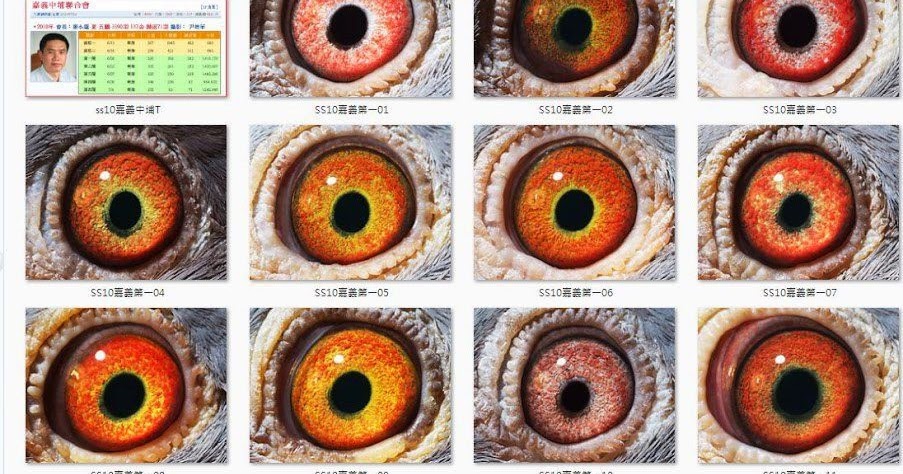 Merpati Memilih Merpati Berdasarkan Warna Mata