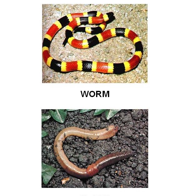 SCIENCE YEAR 3 ( ANIMALS ) ANIMALS WITH NO LEGS