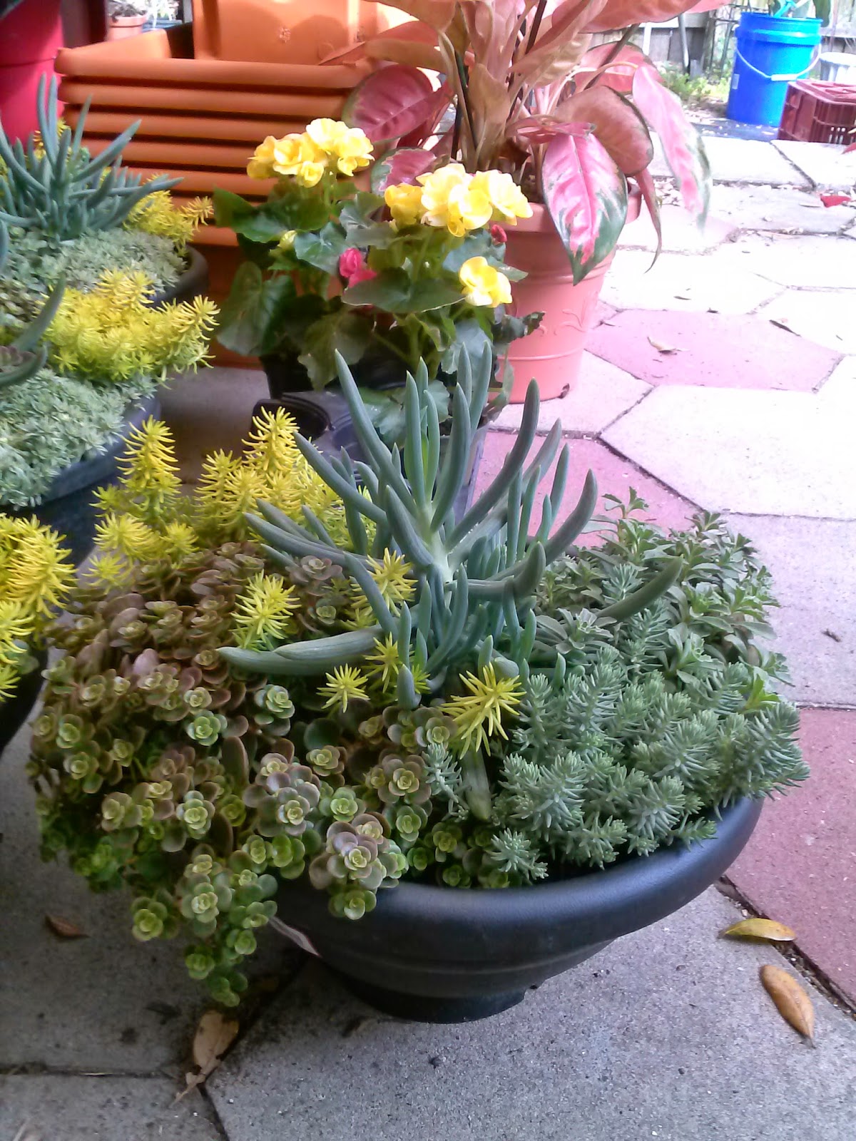 HeyPlantMan! Exotic Tropical Plants from St. Pete FL Succulent July