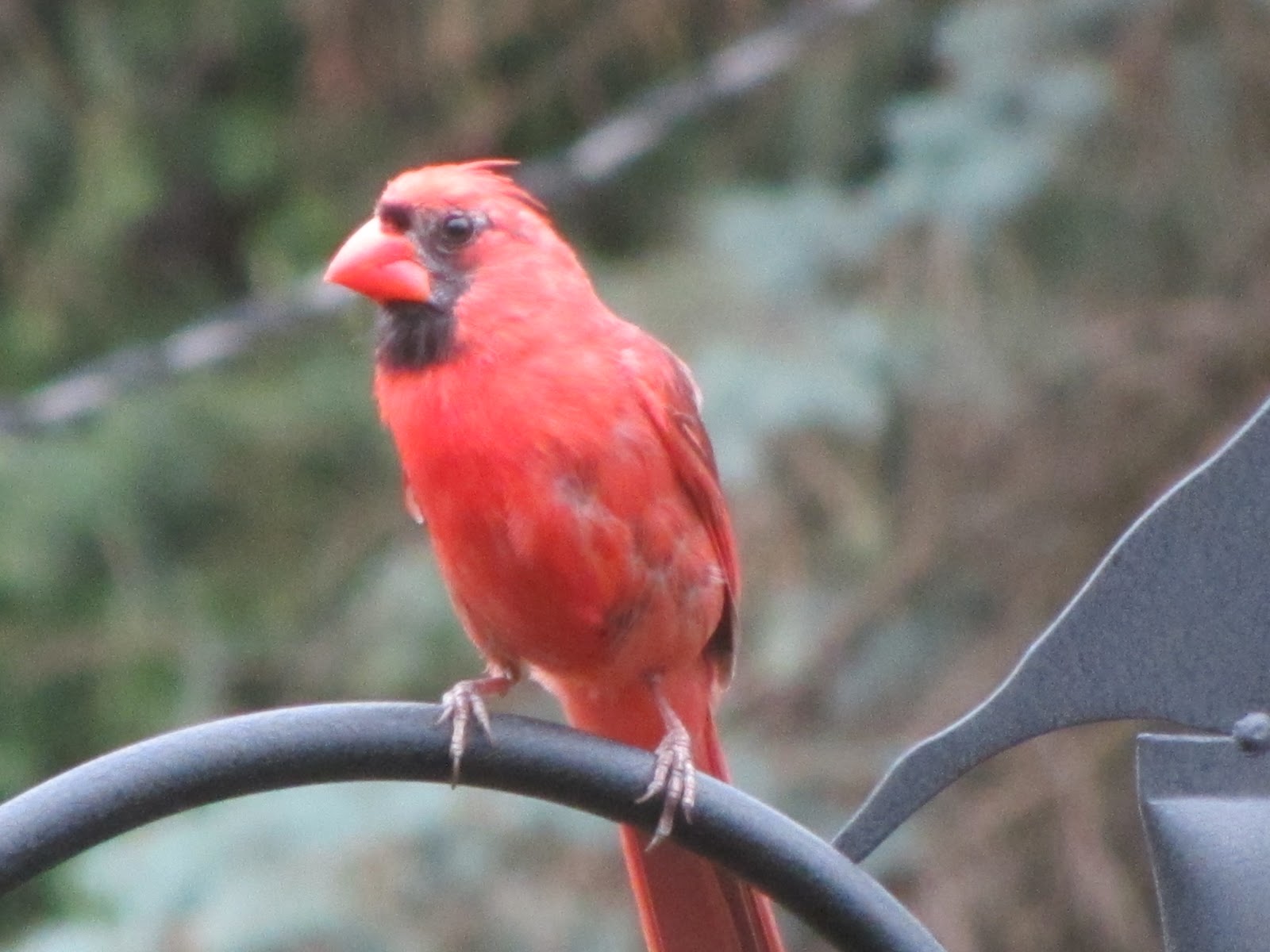 What Does A Fledgling Cardinal Look Like Get More Anythink's