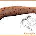 BIOLOGI UN 2013 80 % thumbnail
