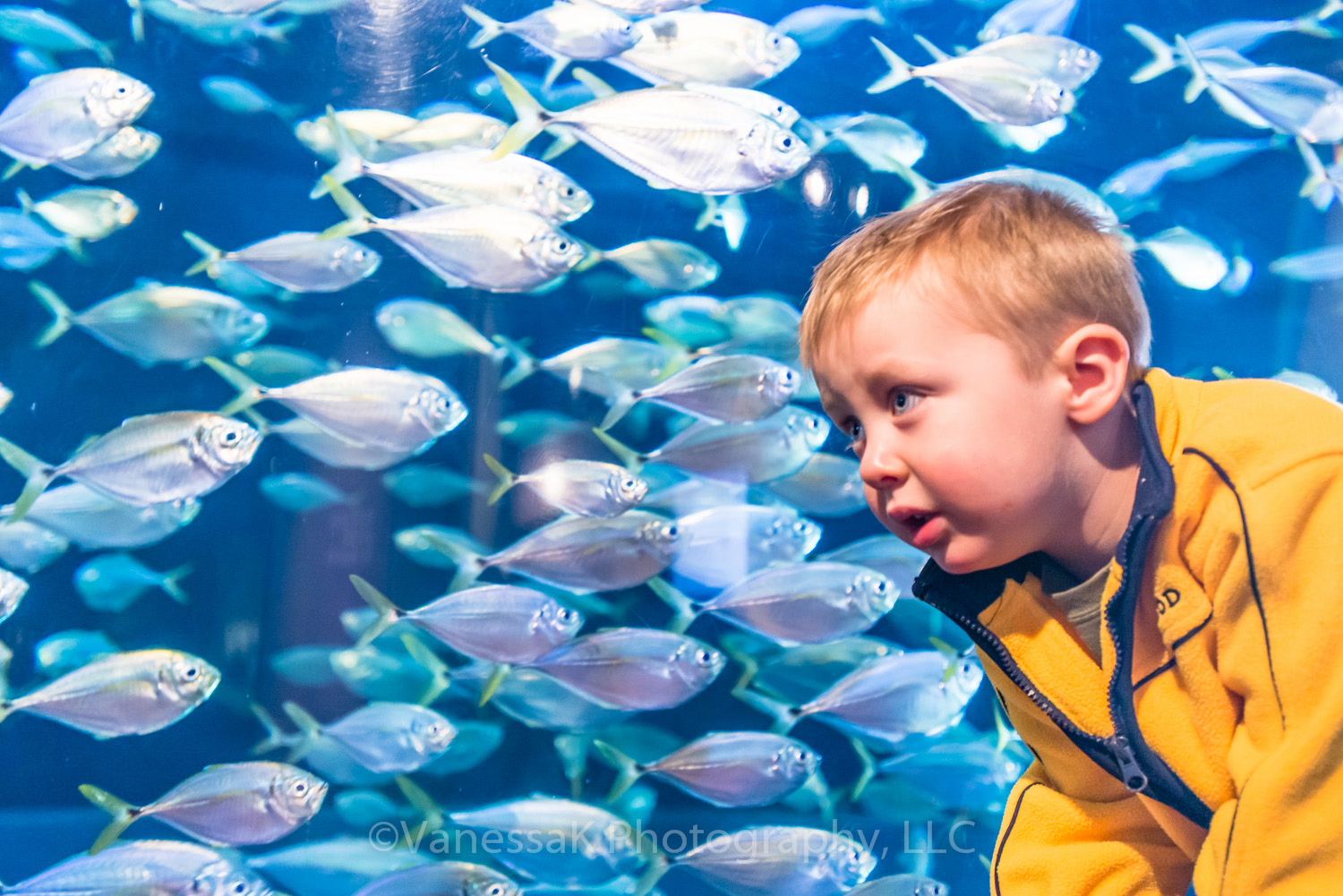 VanessaK Visit to the Charleston Aquarium