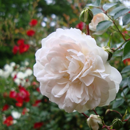 Flower,Flower shops,Flowers pictures,Flower delivery,Silk flowers