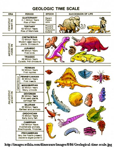 Spiny+dogfish+shark+diagram