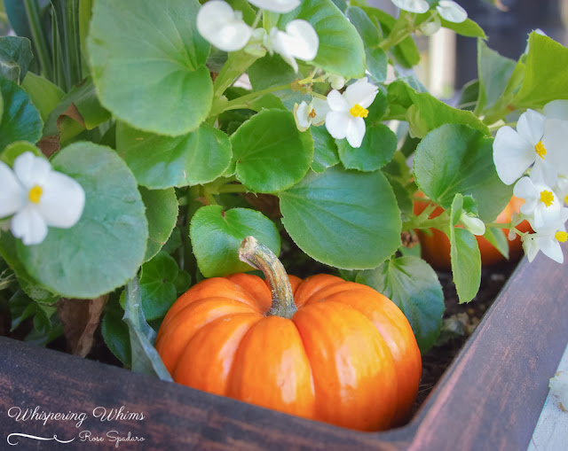 Autumn Decor | Whispering Whims Autumn Decor | Whispering Whims