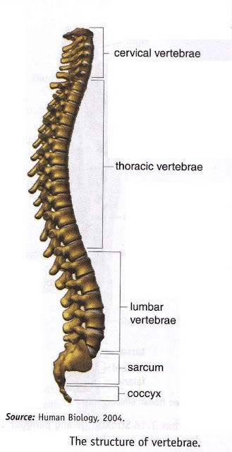 Classification Of Axial Skeleton And Apendicular Skeleton ~ New Science