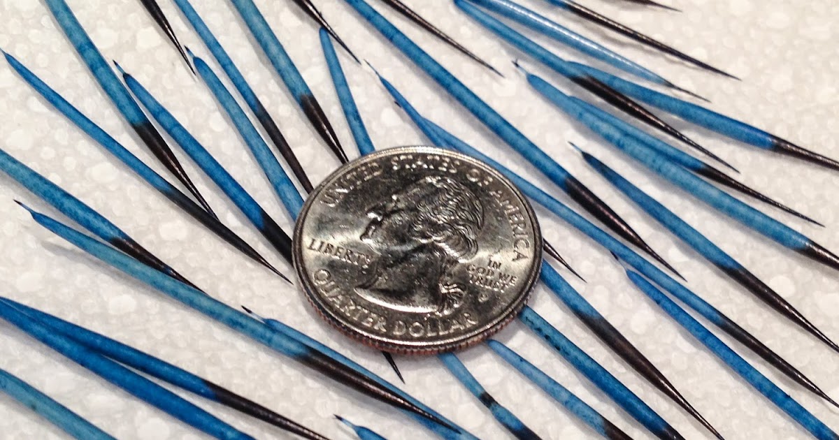 Fly Tying with Porcupine Quills Part 1