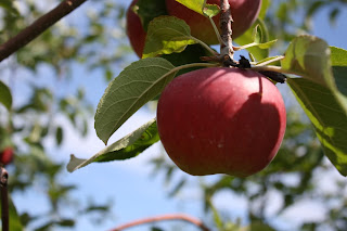 apple tree pic
