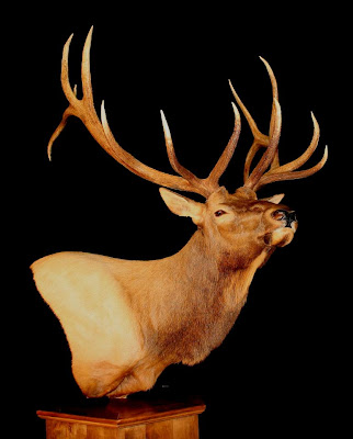 Elk+Mount-Arizona+Wildlife+Designs.jpg