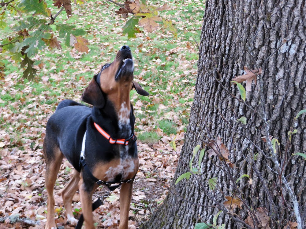 Cinnamon the Traveling Coonhound I Love My New Personalized Hunting Collar