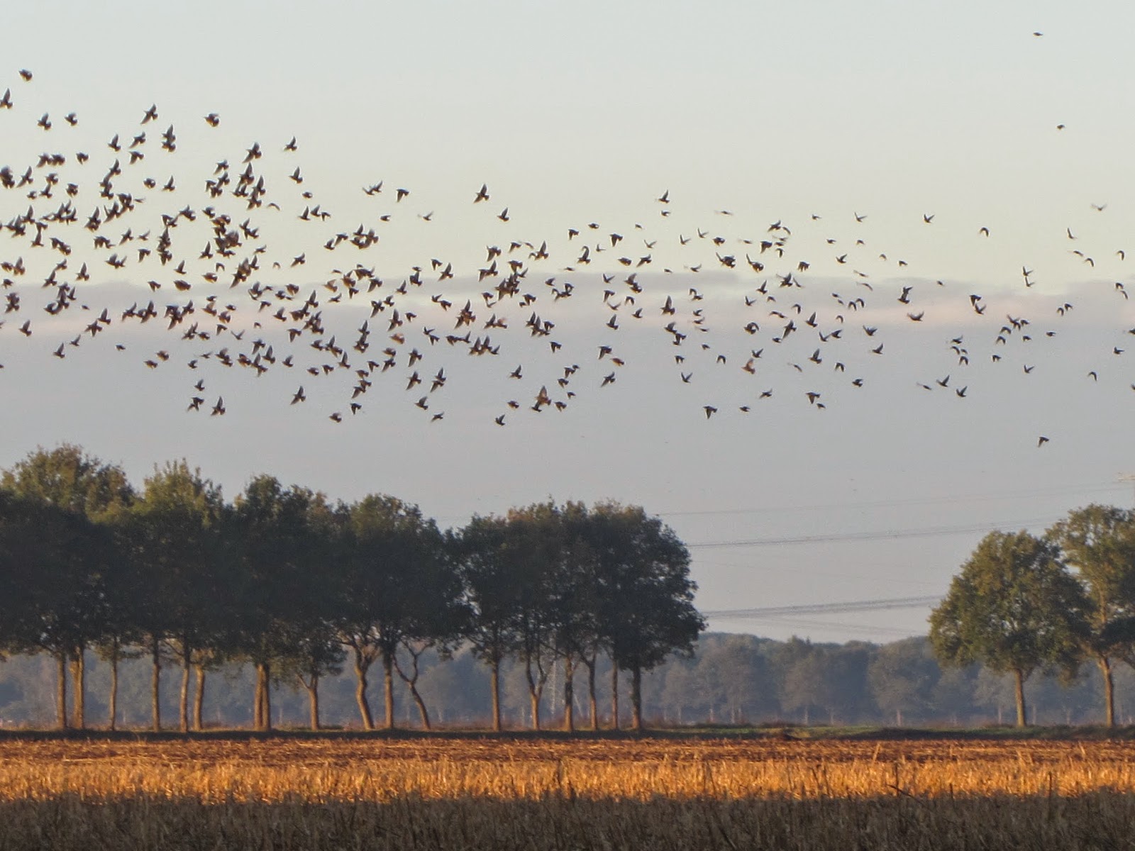 Jan wilde een tuin: . duiven en spreeuwen