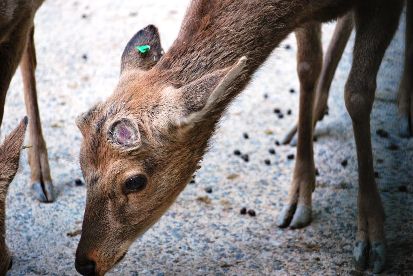 角（つの）にも色んな事情があって・・・｜ZOOお勉強タイム