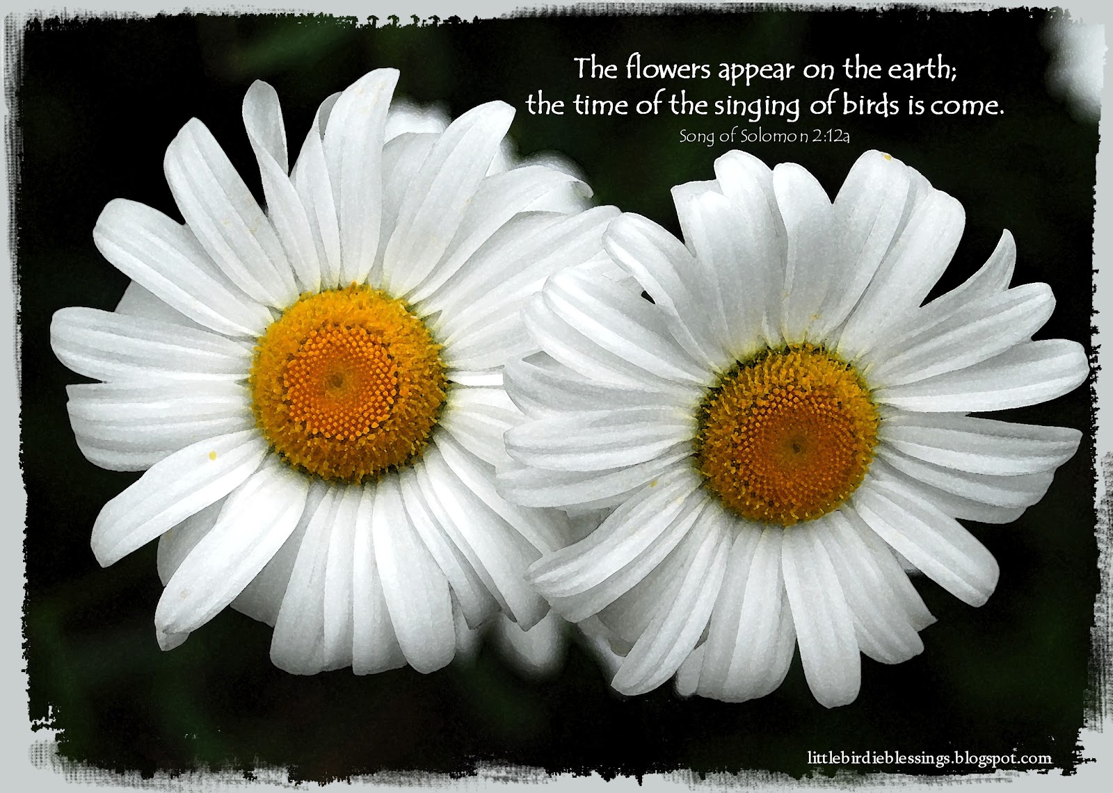 Daisy Bible Quotes. QuotesGram