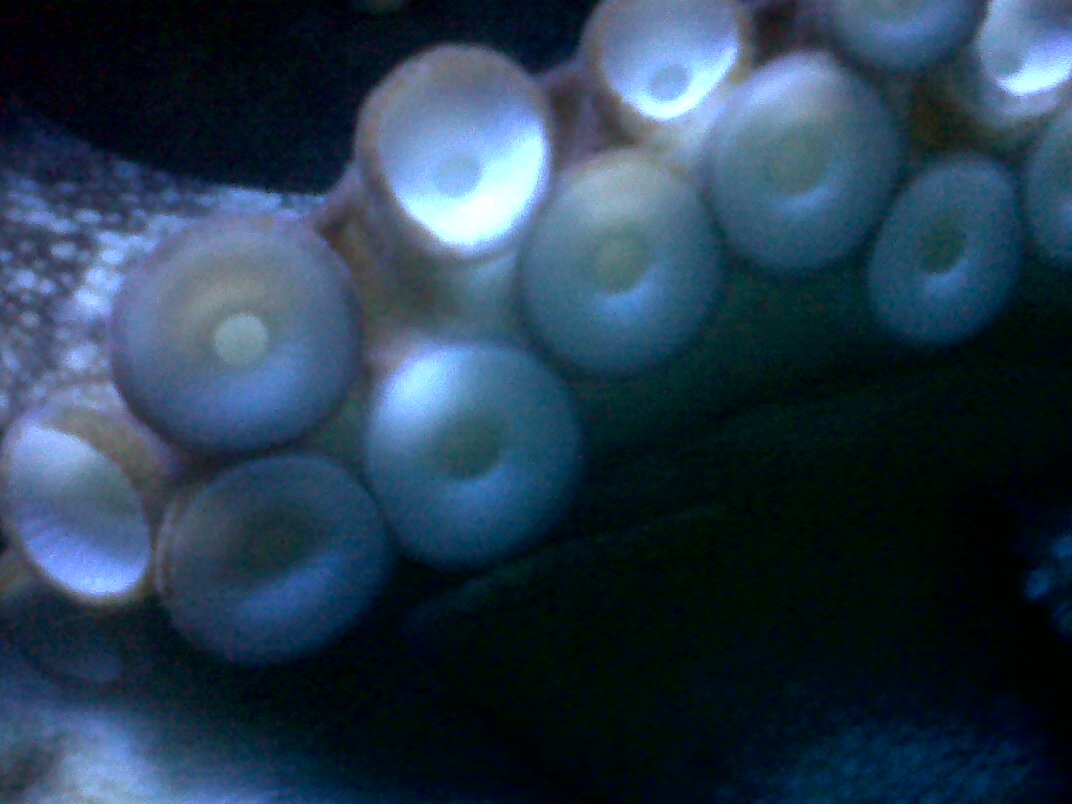tenticals tenticals