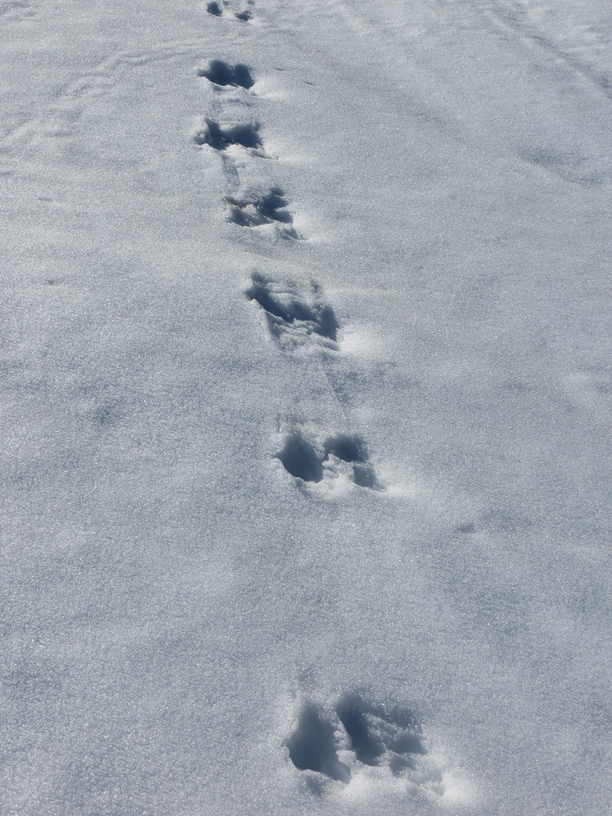 Linda Zajac Animal tracks in the snow