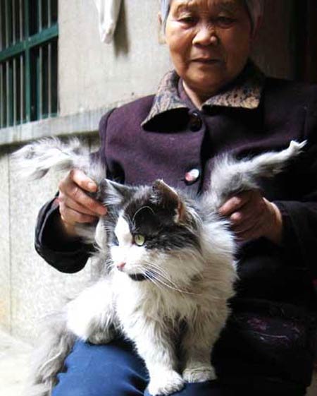 Gatos 'alados' Liu+Xiuzhen