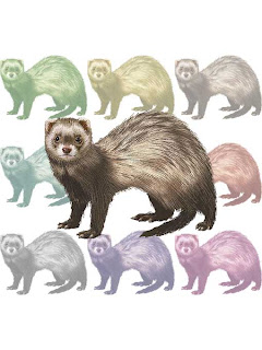 http://bestclipartblog.com/19-ferret-clipart.html/ferret-clipart-3