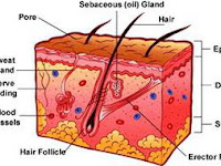Epidermis Diagram Epidermis Diagram