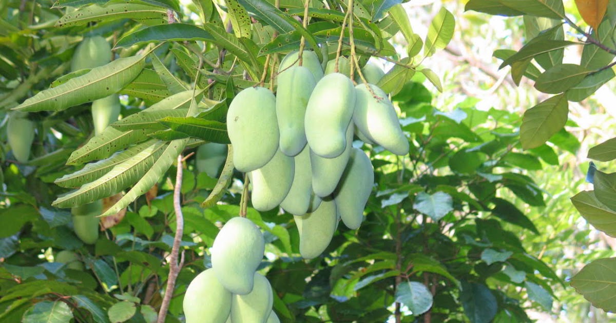 Teknis Budidaya Tanaman Mangga - Arif S Blog