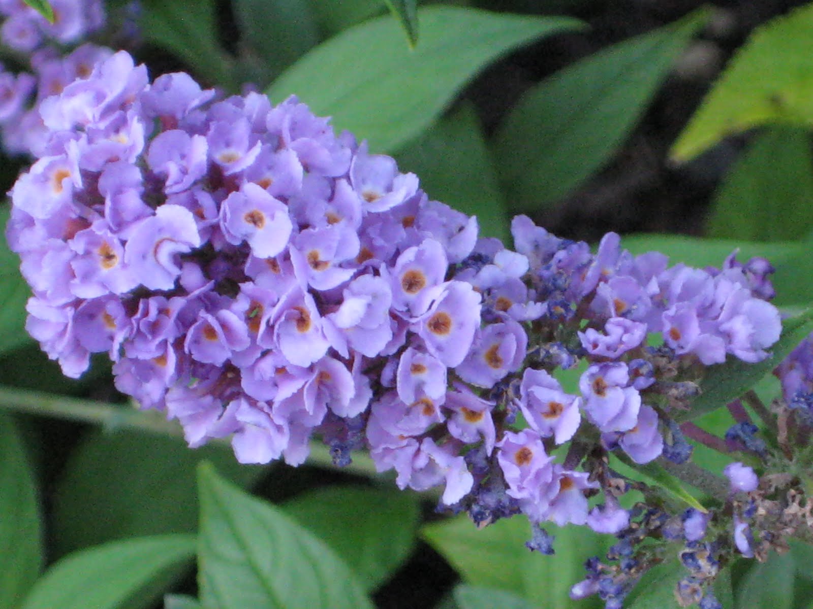 A GUIDE TO NORTHEASTERN GARDENING Feature Plant Dwarf Butterfly Bush