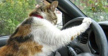 Arti Mitos Menabrak Kucing dan Benar Tidaknya | Mitos Arti Mimpi