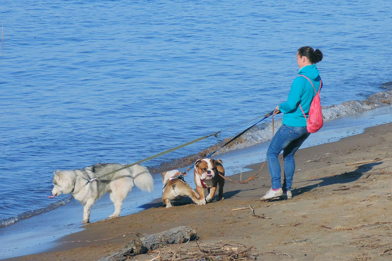 Три собаки на пляжу