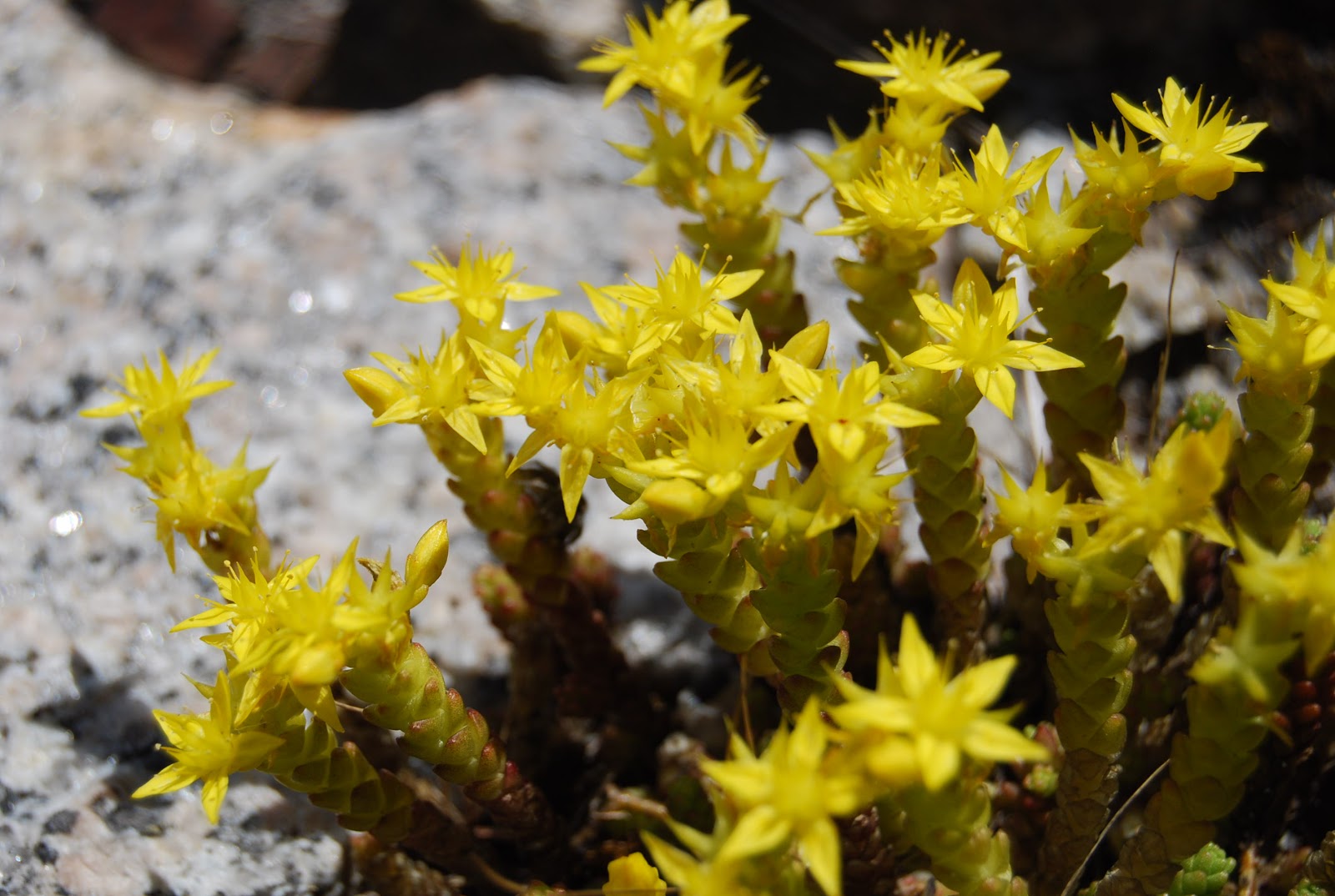 Helen A. Lockey Maine Wild Edible Foods A Euell Gibbons Inspired Forage