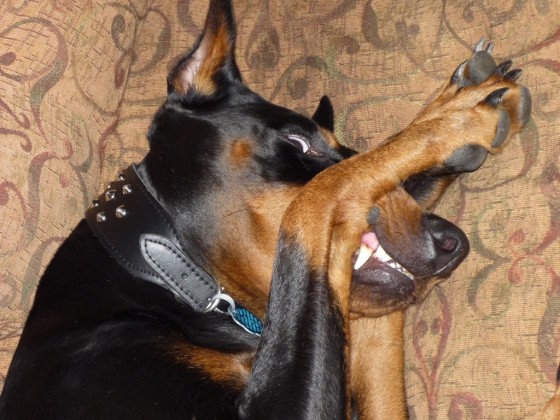Doberman Pinscher Doberman Pinscher