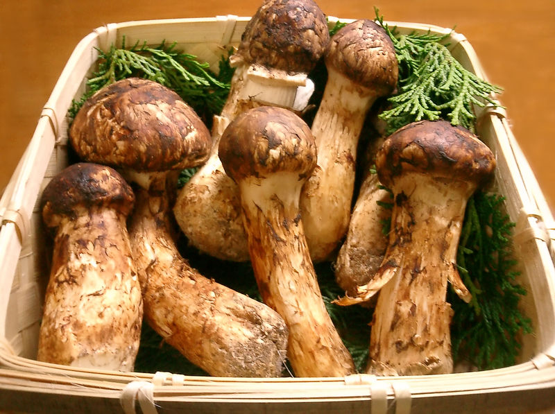 AccessJ 5 Types of Edible Japanese Mushroom
