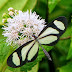 Aeria olena olena