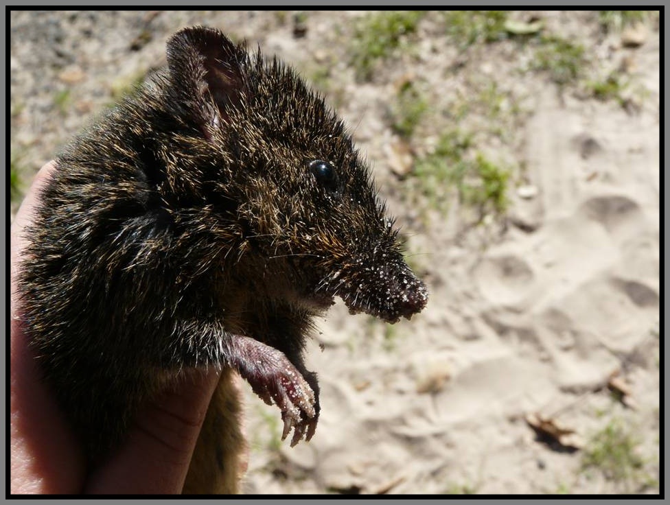 Beszamel i spółka bez ograniczeń Nornice hokikudo z rodzaju