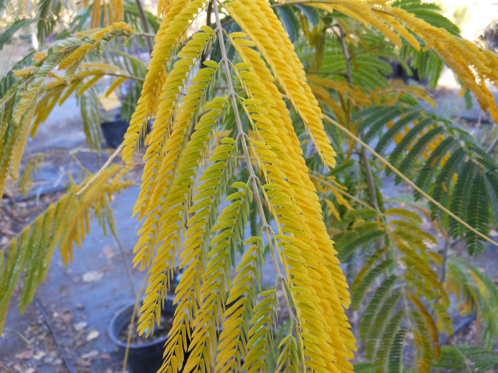 Trees That Please Nursery October 2012