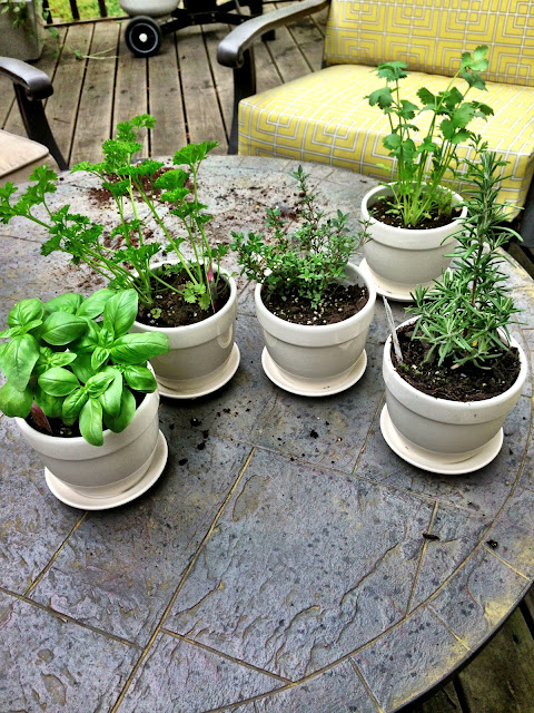 Herbs after planting Twine Interiors, pots, garden
