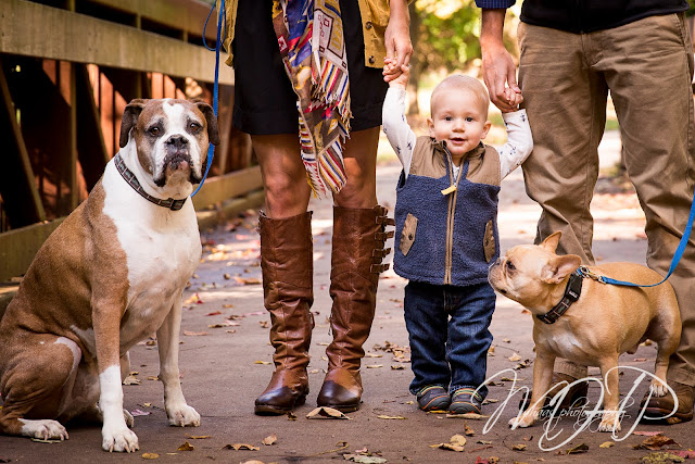 Louisville, KY Family Photos, 1 year old boy, Louisville Family Photographer, MHaas Photography, MHPFamilies, toddler, child photographer, Dogs, 
