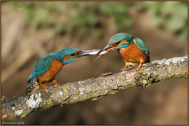 Https Encrypted Tbn0 Gstatic Com Images Q Tbn 3aand9gcqxlhwtv6sddgrie 72yefgapyohfcrghmbhgg6qddeapmkl2rz