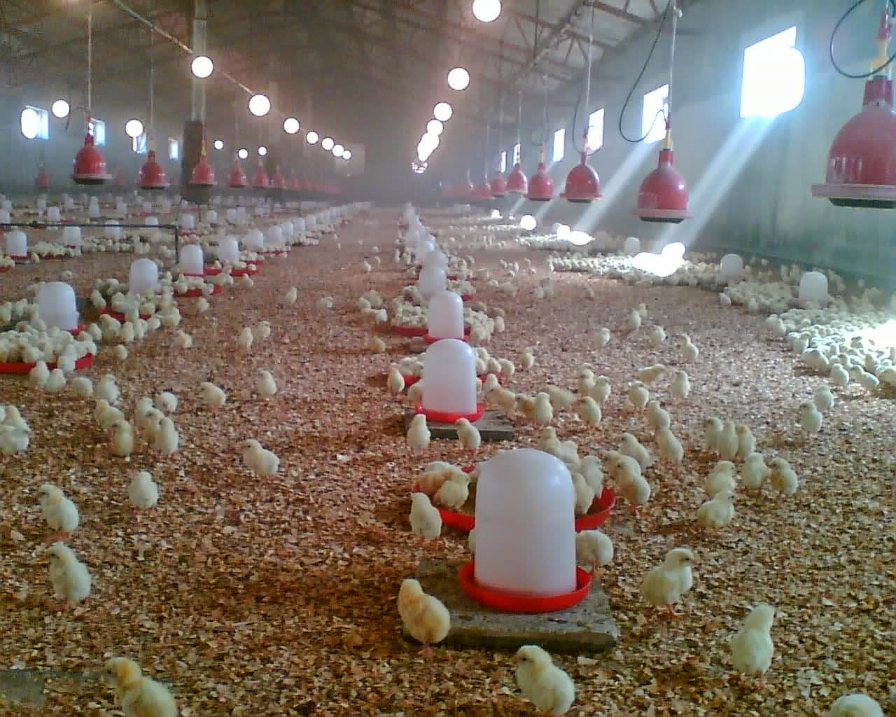 Write a business plan for a broiler farm - umgala.web.fc23.com Inside Free Poultry Business Plan Template