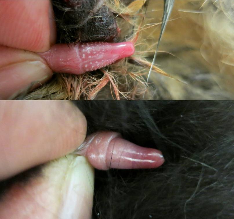 What Does A Cats Dick Look Like What Does A Cats Dick Look Like