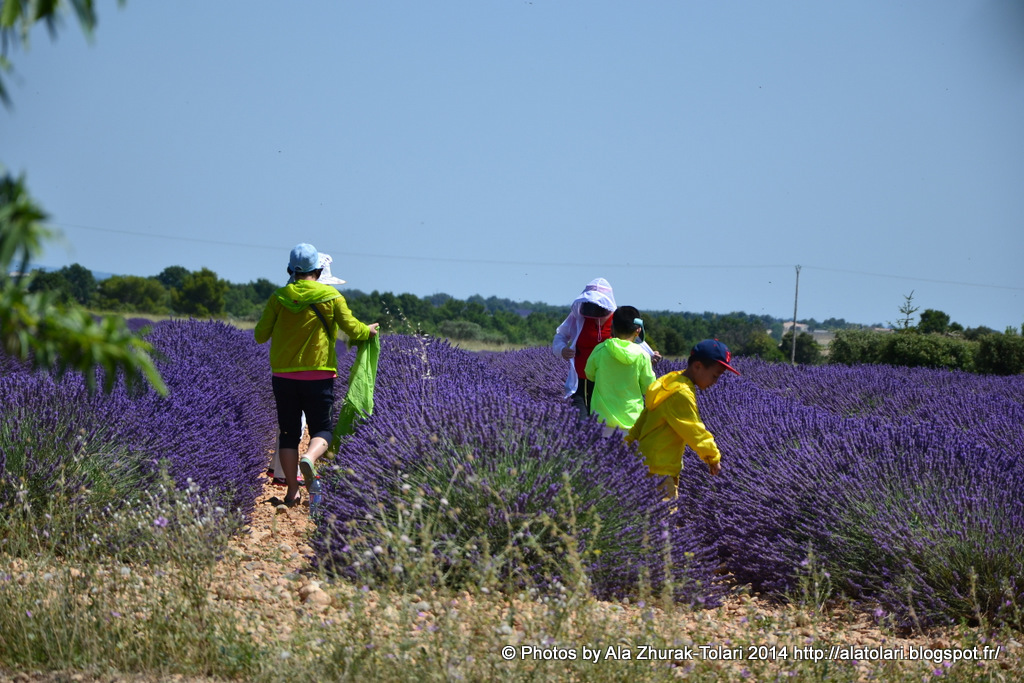 Plateau Valensole.Peignes de lavande. chinois