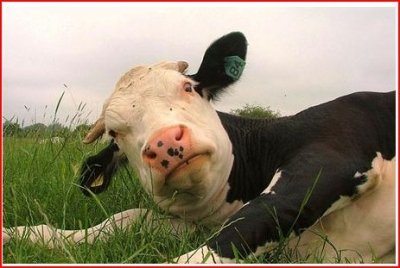 Cute Funny Animalz: Funny And Crazy Cow's Images 2012