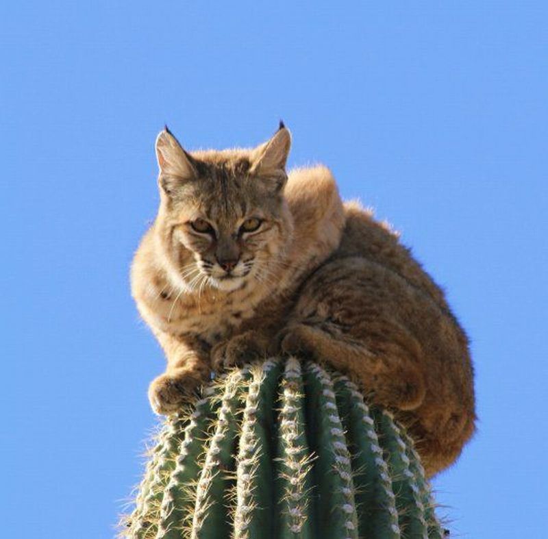 American Wizarding The Cactus Cat Though resembling the mundane...