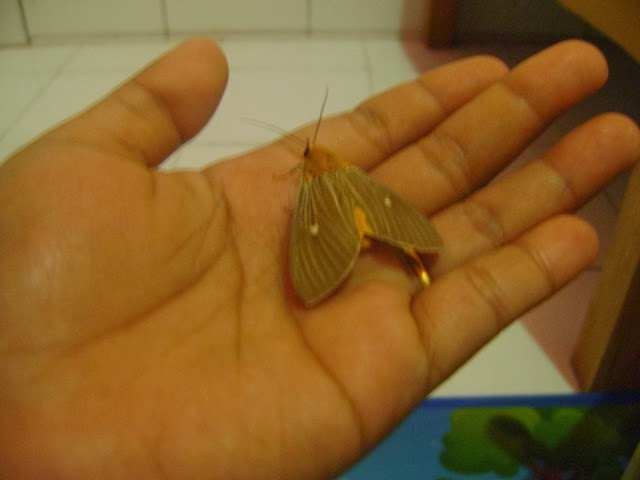 Cerita Hujan Kupu Kupu