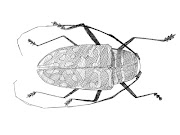 Estilos de Dibujo. Escarabajo Dibujo con Bolígrafo (Pen). (escarabajo)