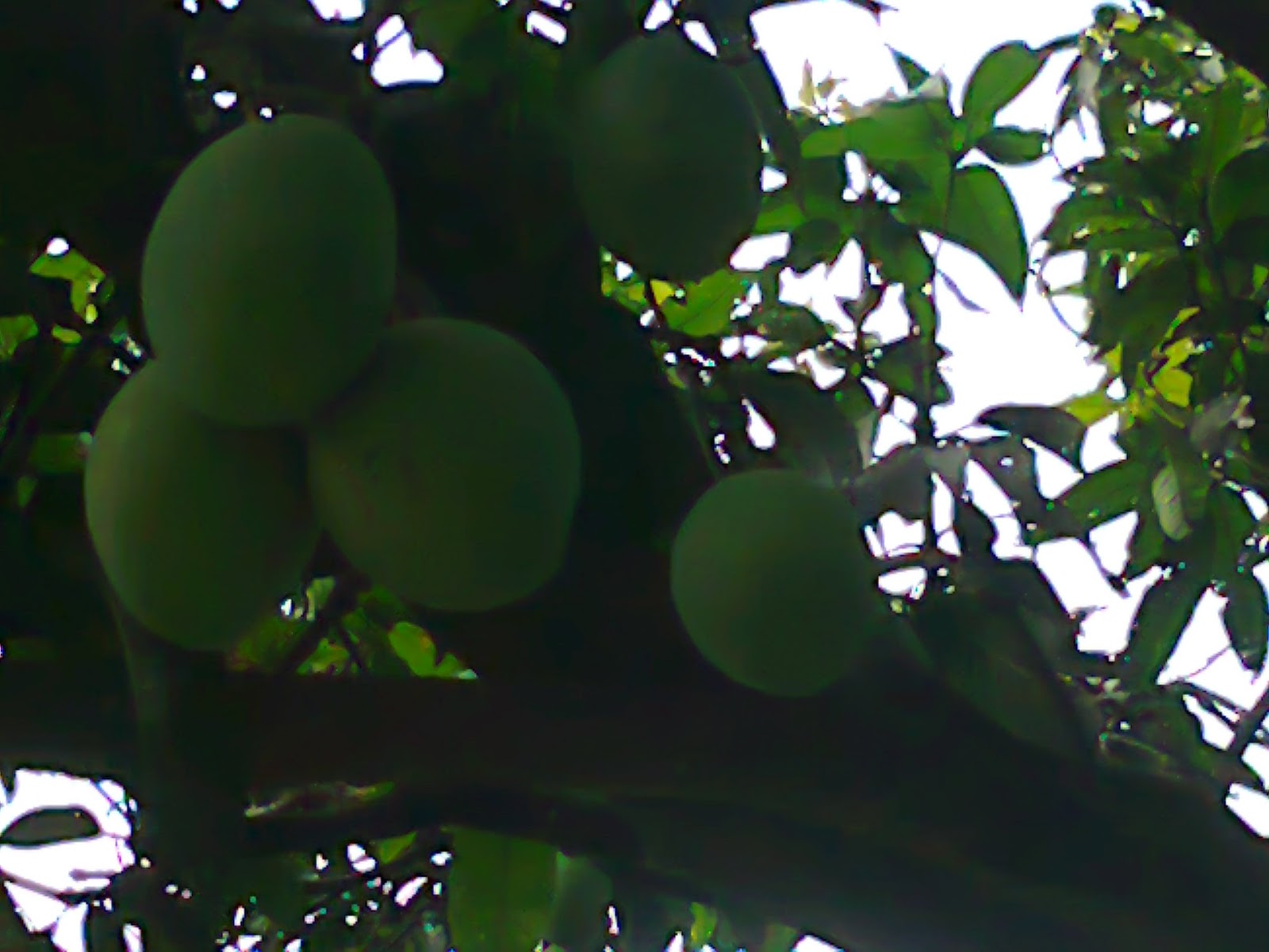 Mango ,the king and most popular palatable fruit in Bangladesh Mango