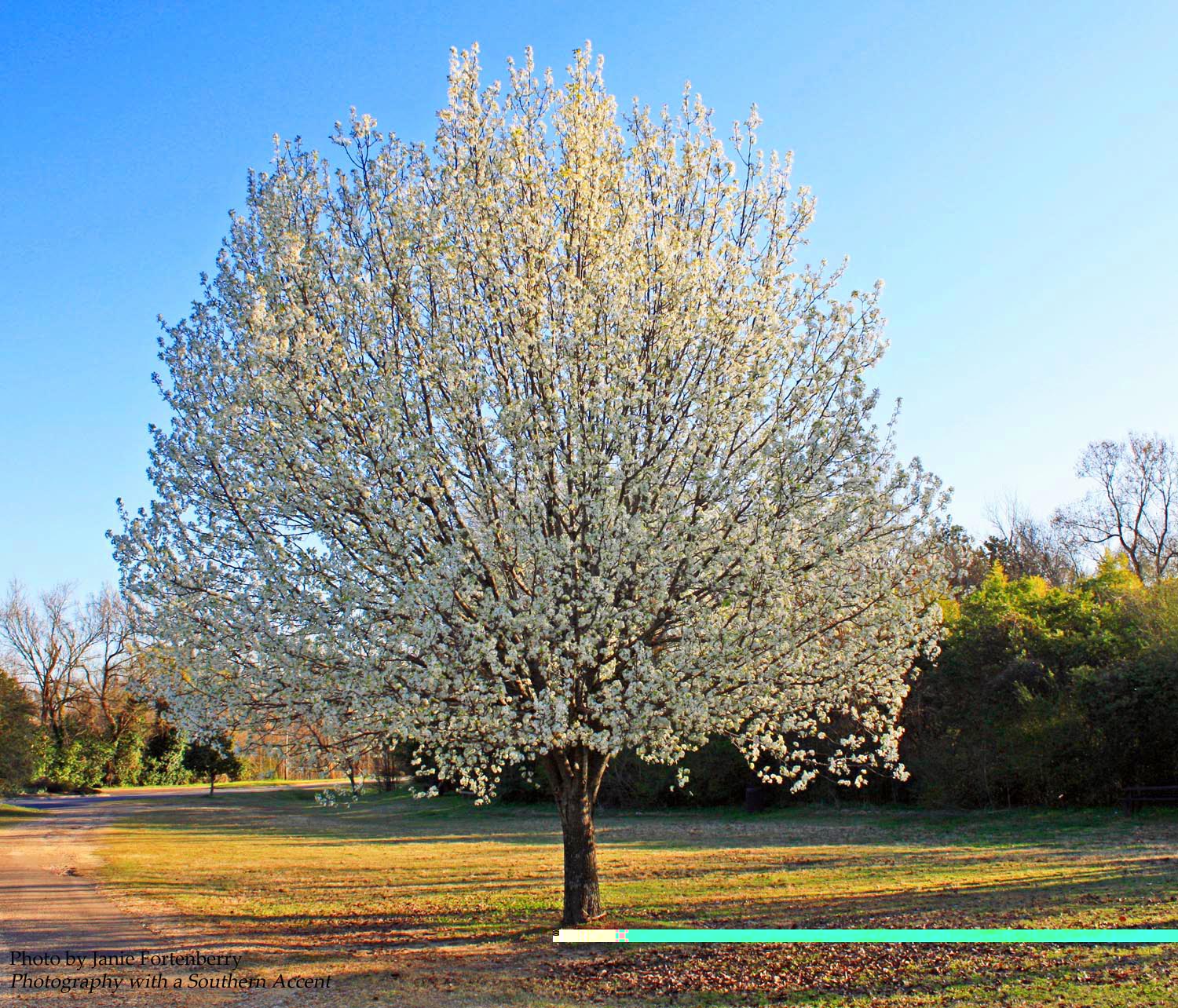 Southern Lagniappe Taking a Closer Look